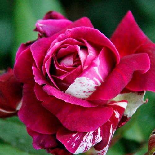 Hybrid Tea - Rózsa - Barroma® - Online rózsa rendelés